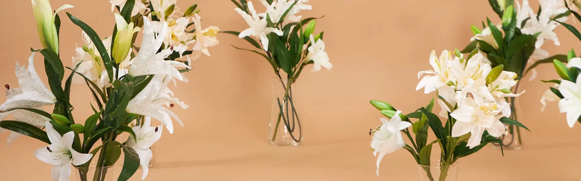 lily